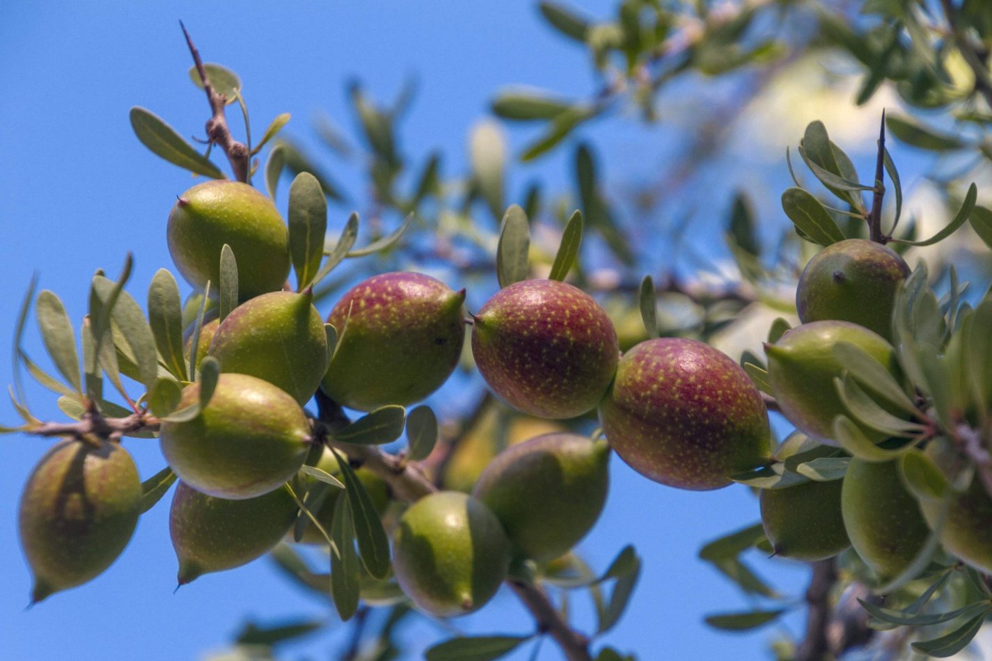 Storvandre: Tizi n Test Pass