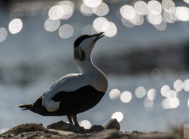 Somateria mollissima