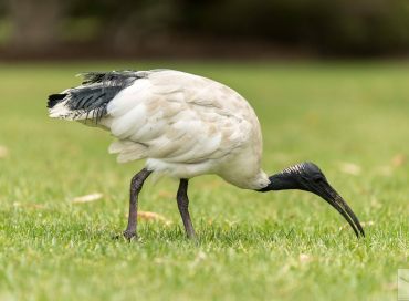 Threskiornis moluccus
