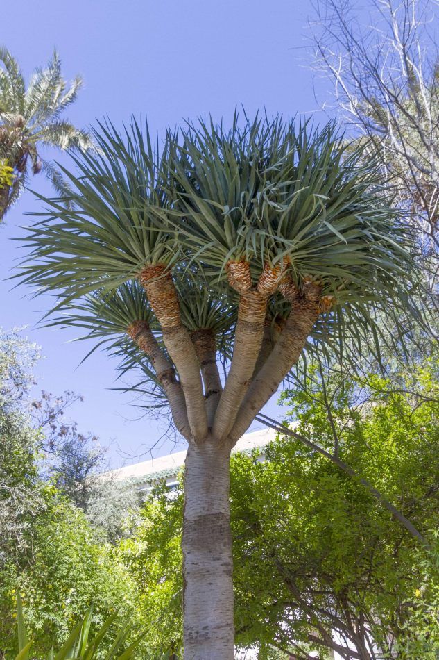 Storvandre: Bahia Palace