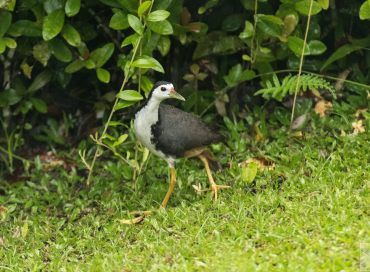 Amaurornis phoenicurus