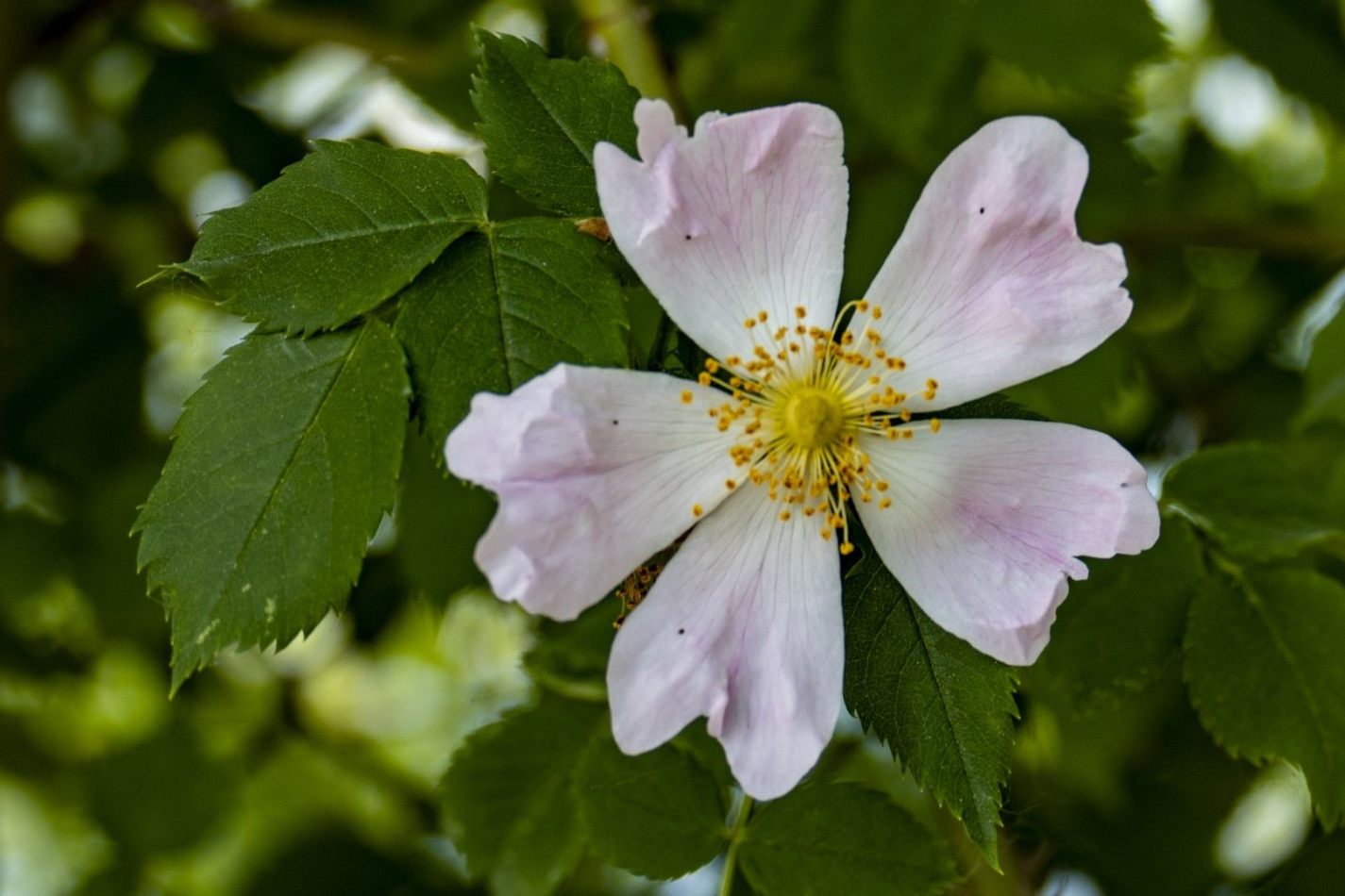 Storvandre: Adda River