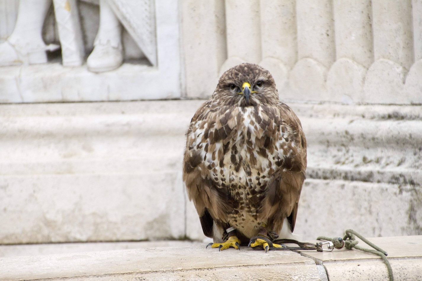 Storvandre: Budapest