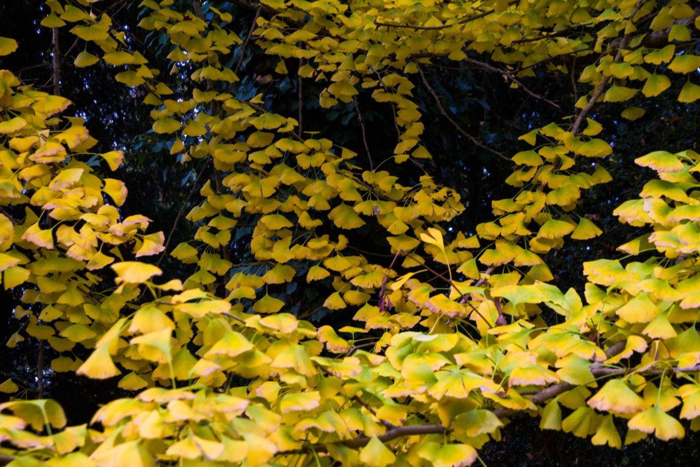 Storvandre: Villa Pisani