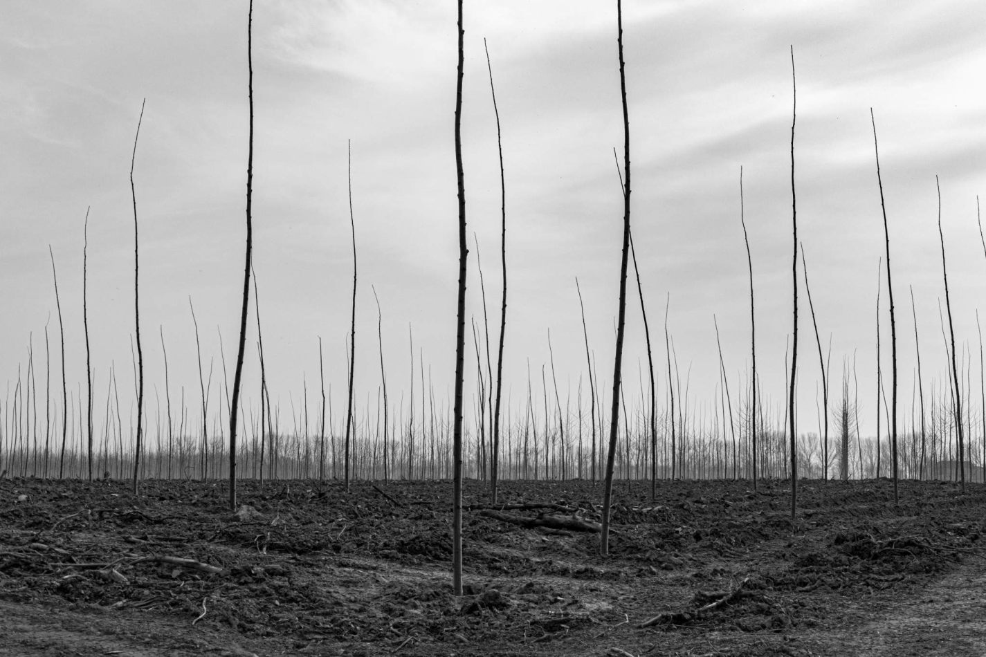 Storvandre: Golena del Po