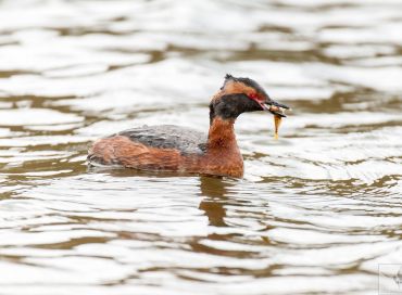 Podiceps auritus