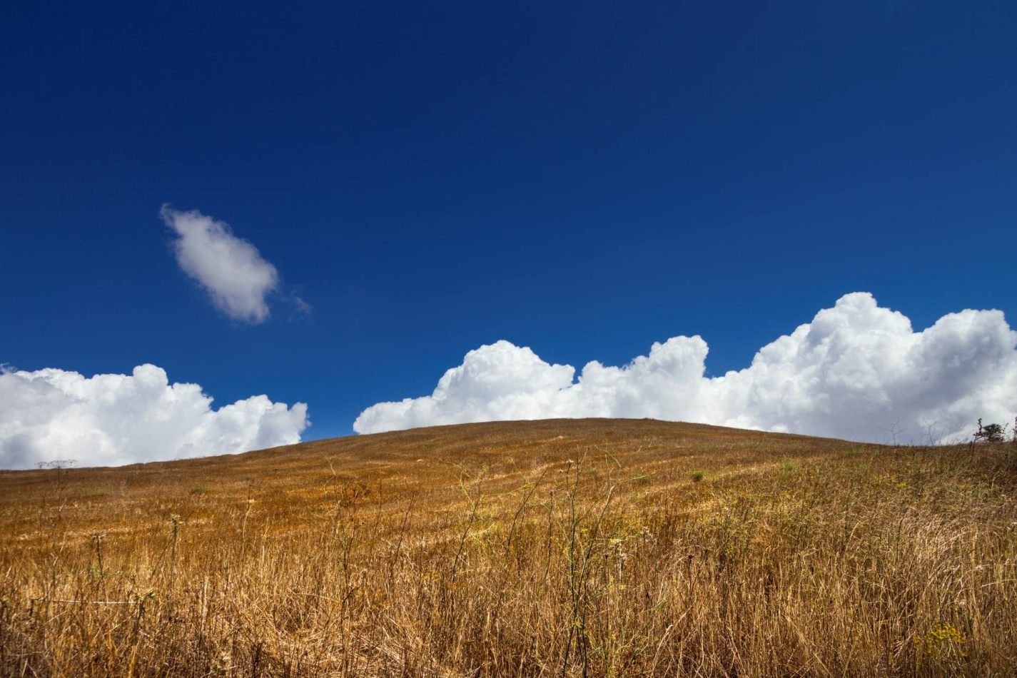 Storvandre: Petralia