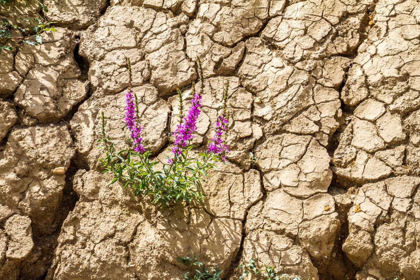 Storvandre: Cerkni� ko jezero