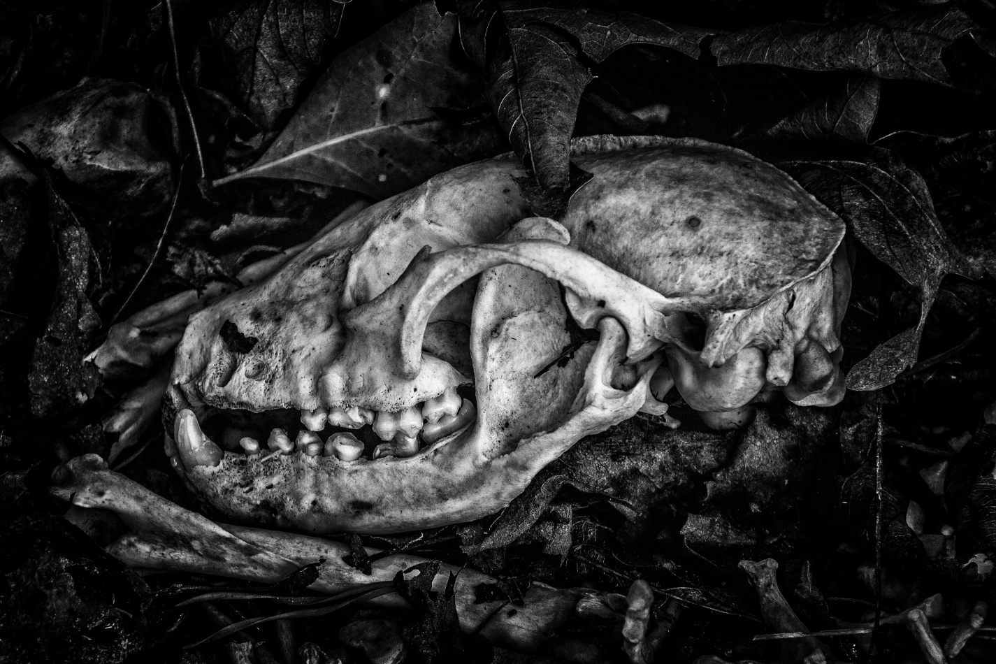 Storvandre: Virginia