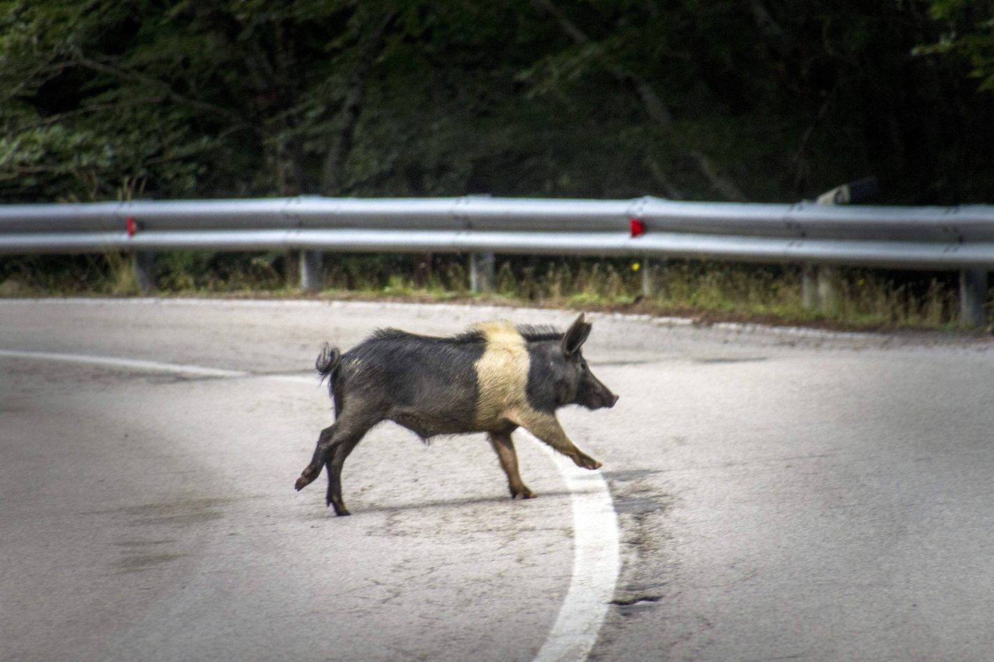 Storvandre: Madon� e