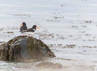 Haematopus ostralegus