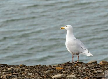 Larus hyperboreus