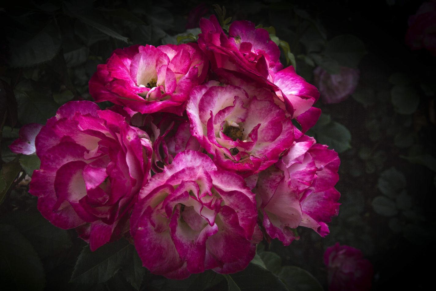 Storvandre: Monza Royal Gardens