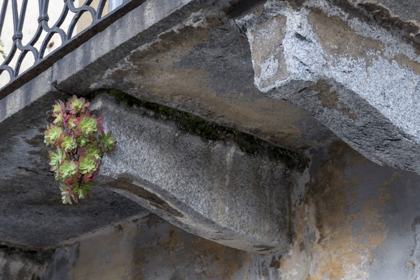 Storvandre: Carate Urio