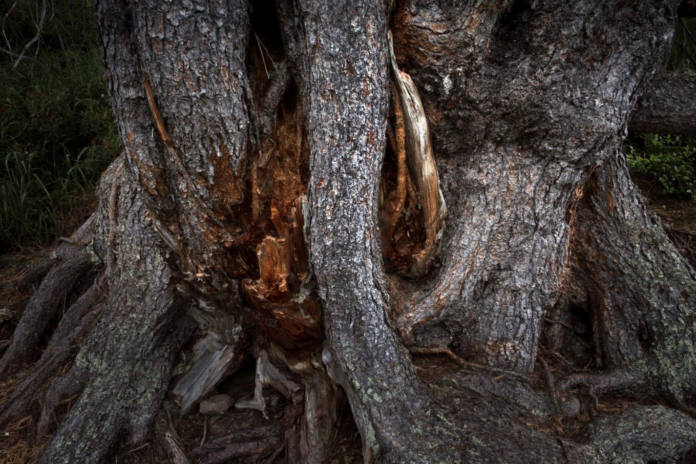 Storvandre: Ritom Lake