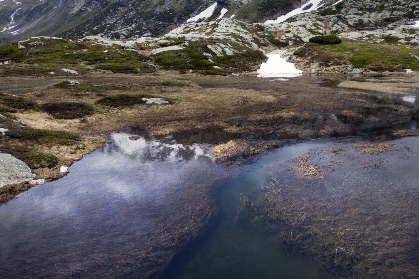 Storvandre: San Bernardino