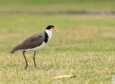 Vanellus miles
