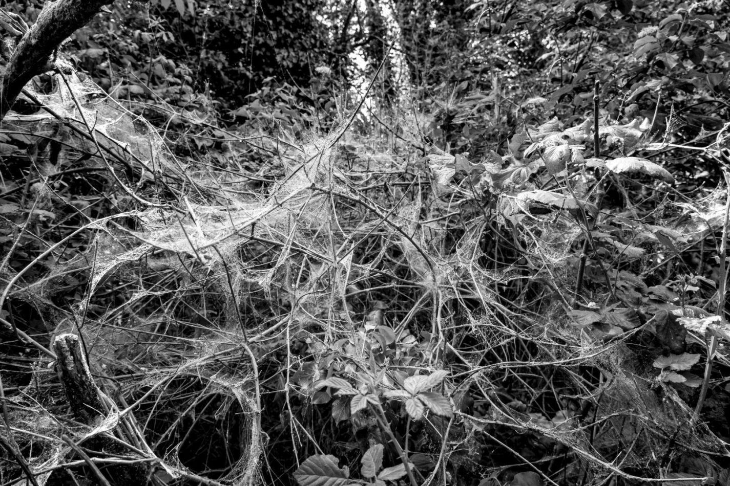 Storvandre: Adda River