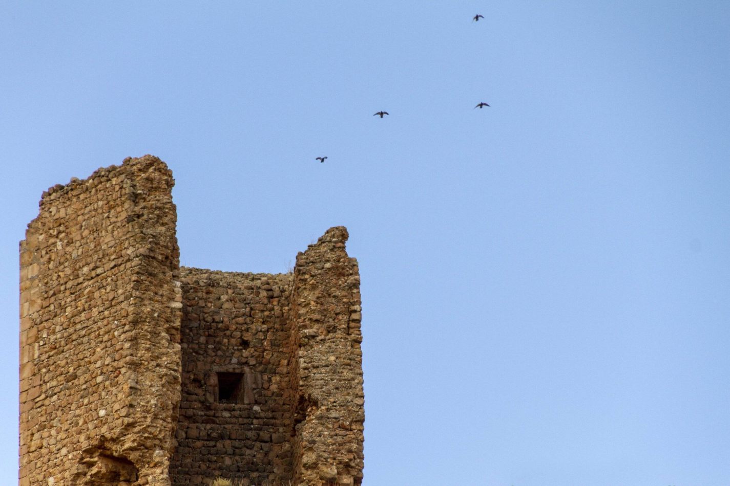 Storvandre: Montuenga