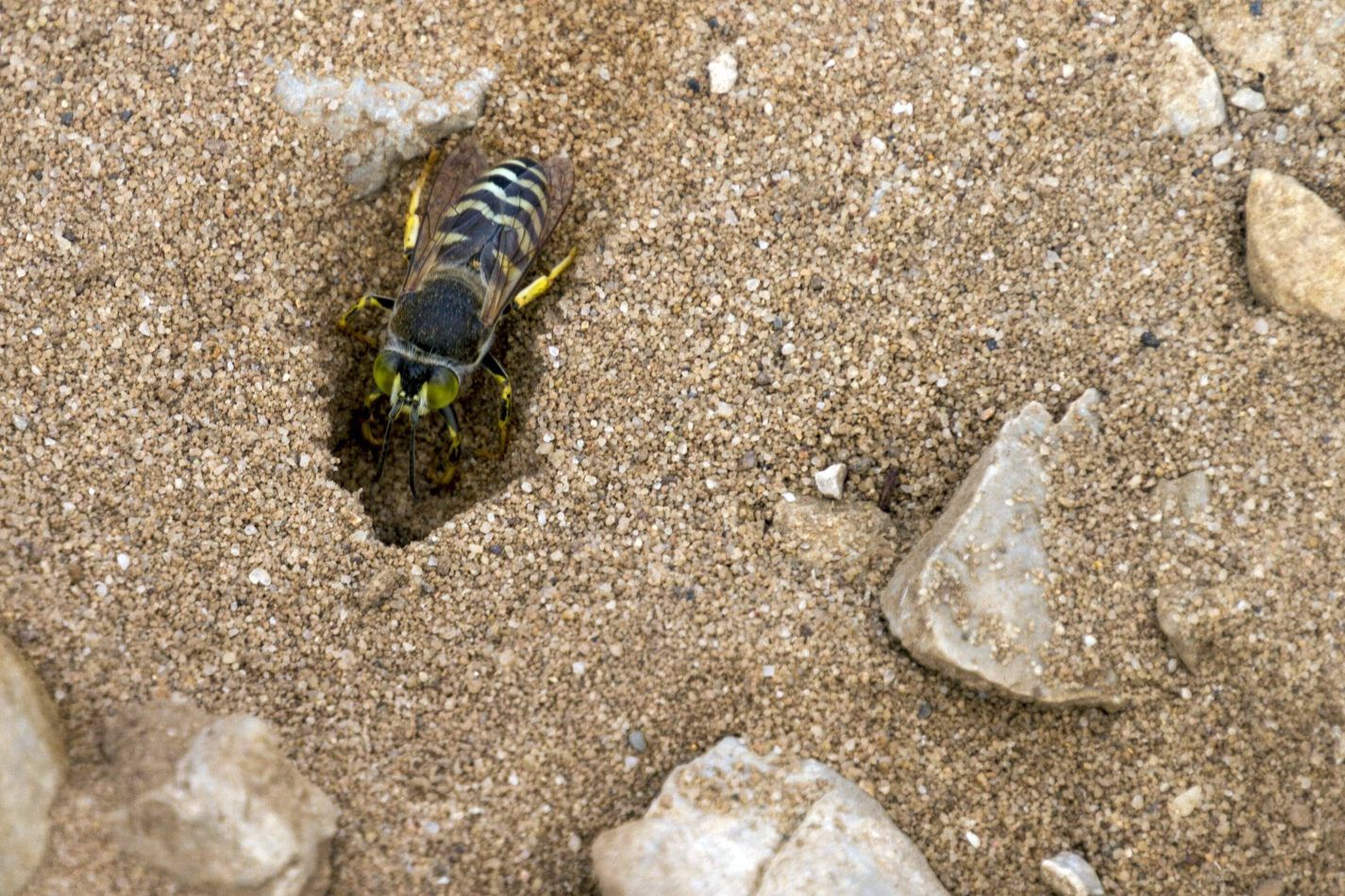 Storvandre: Playa de Guadamia