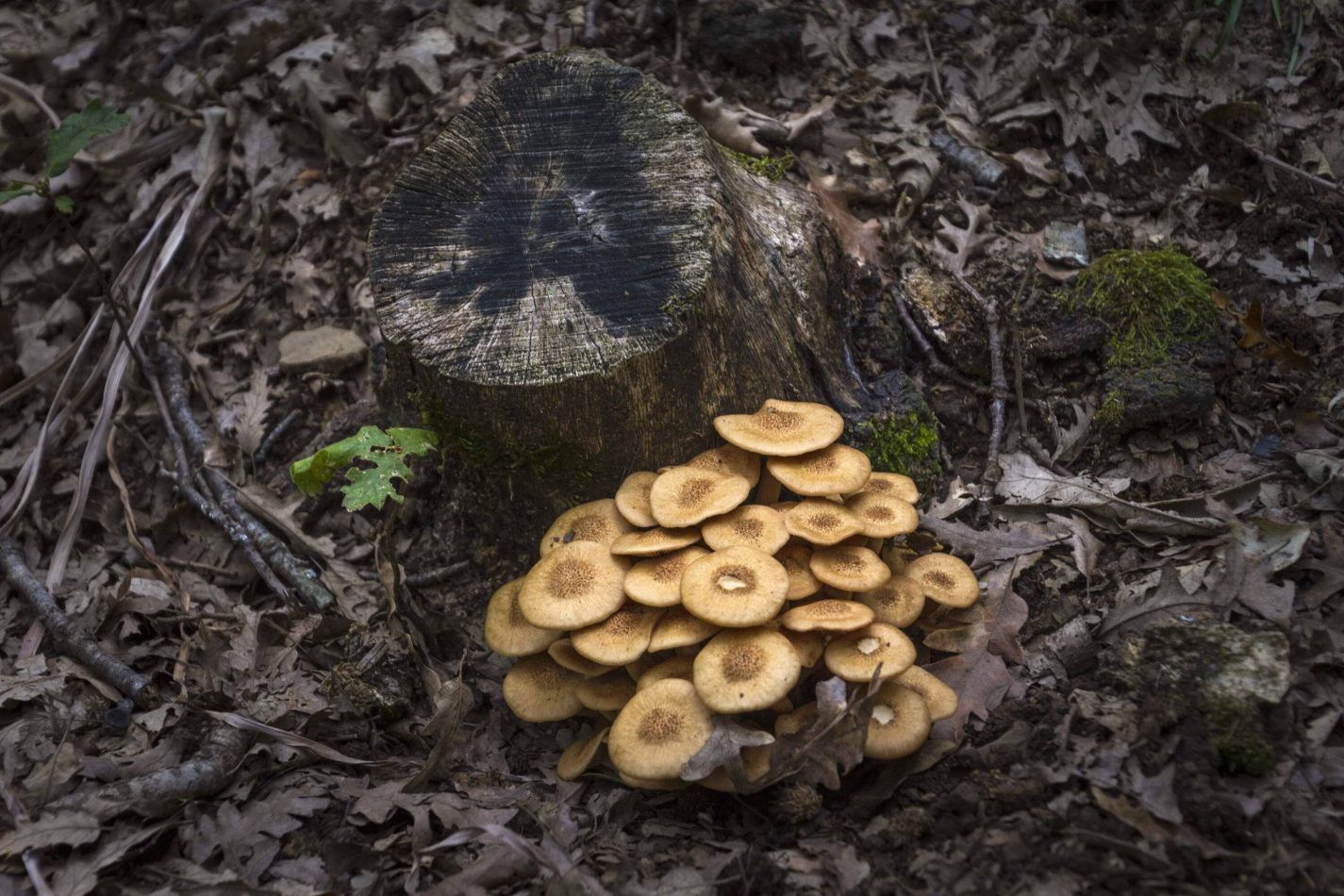 Storvandre: Madon� e