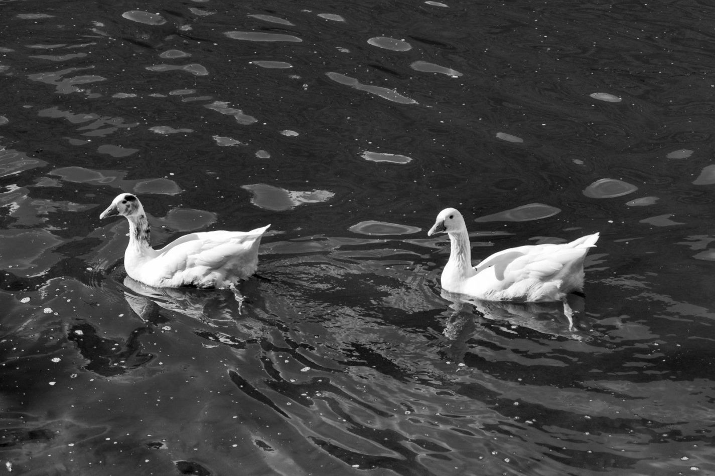 Storvandre: Lake Segrino