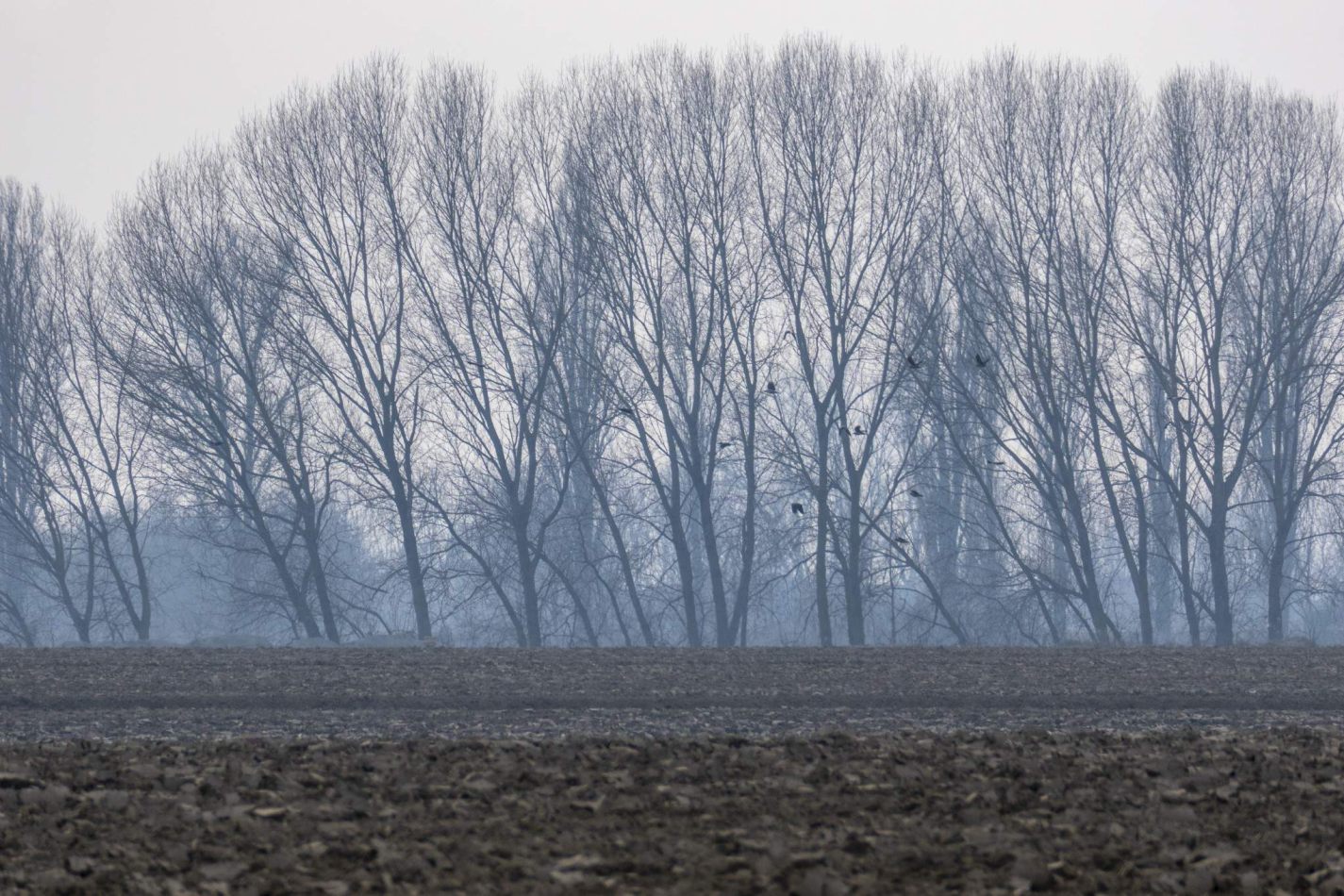Storvandre: Golena del Po