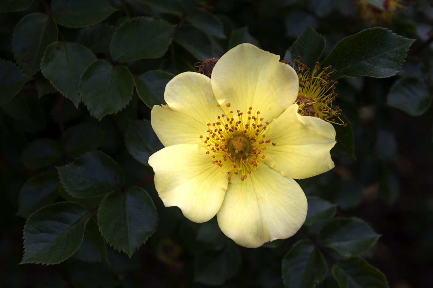 Storvandre: Monza Royal Gardens