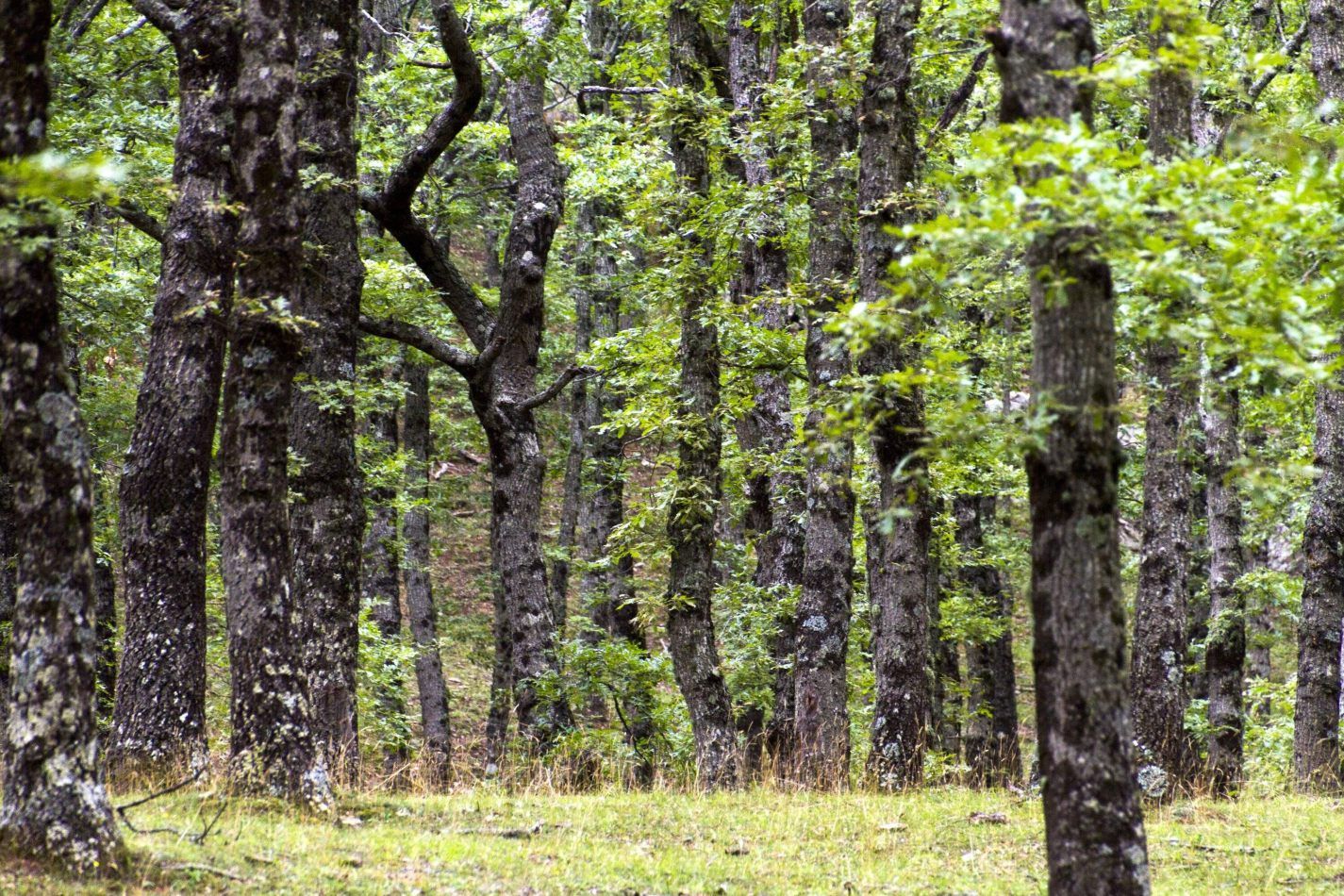 Storvandre: Madon� e