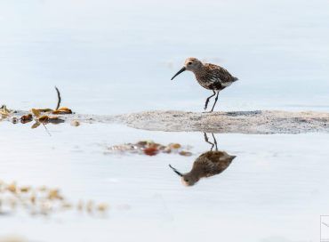 Calidris alpina