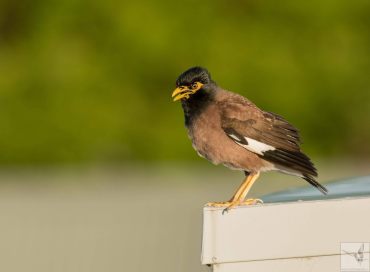 Acridotheres tristis