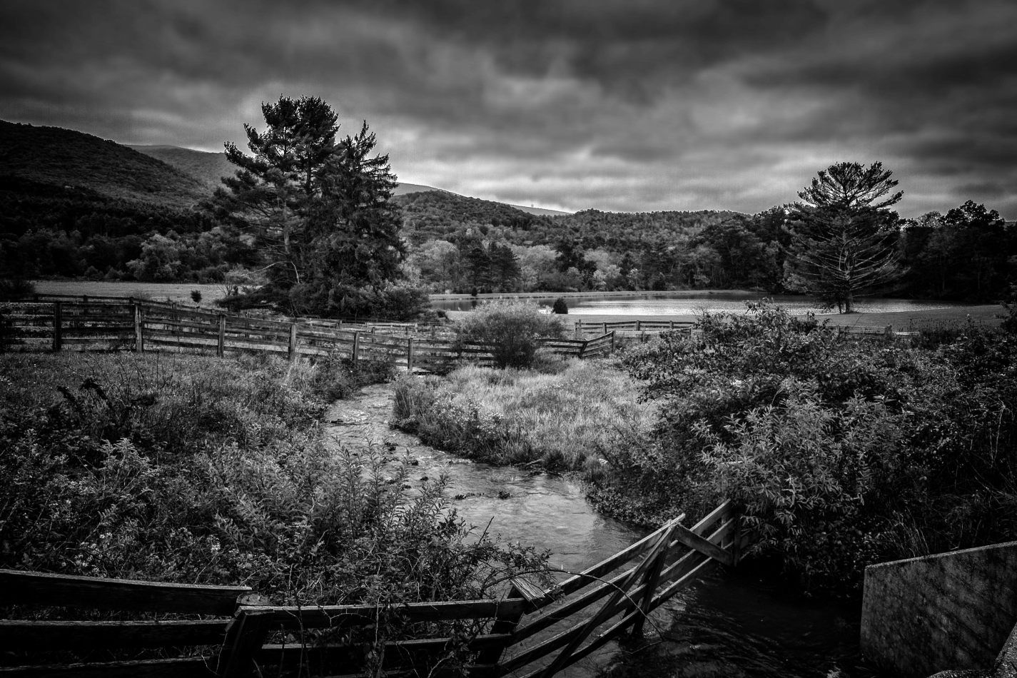 Storvandre: Virginia