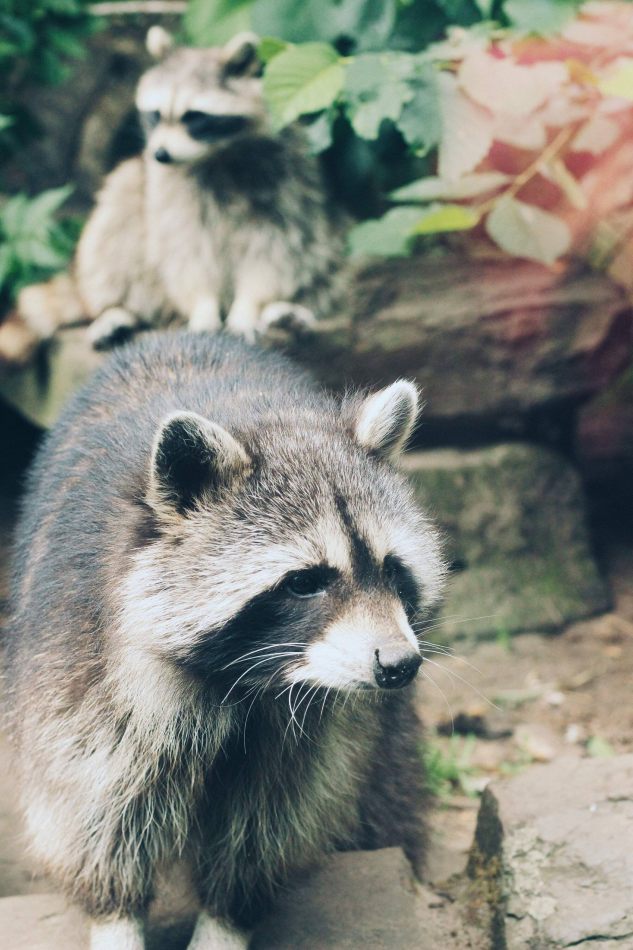 kctamvakisphotography: AMSTERDAM