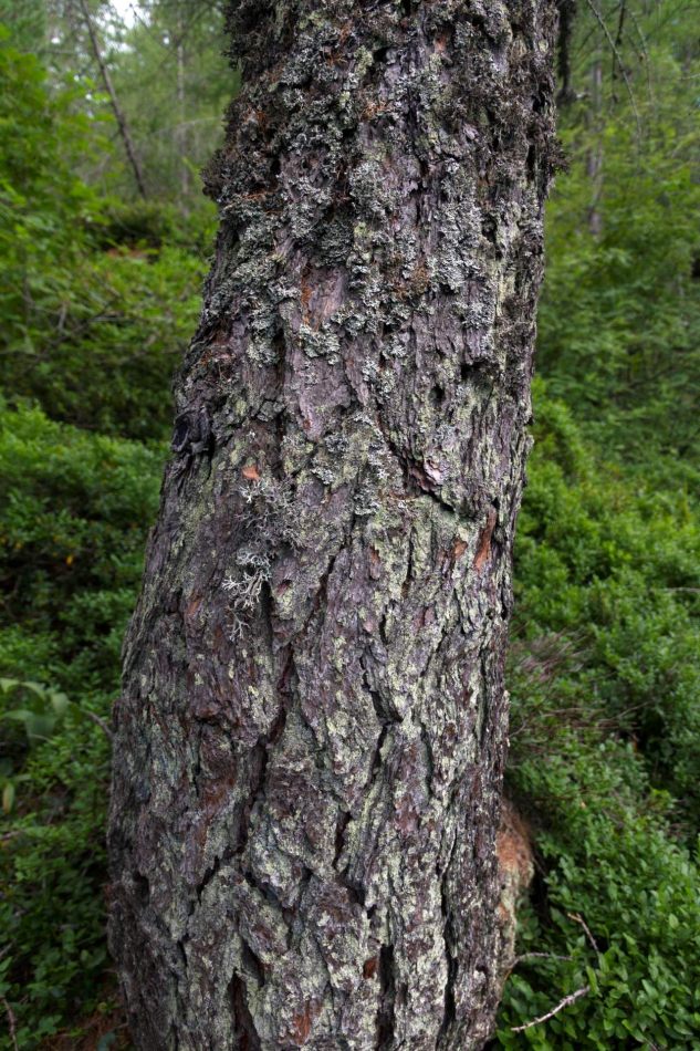 Storvandre: Ritom Lake