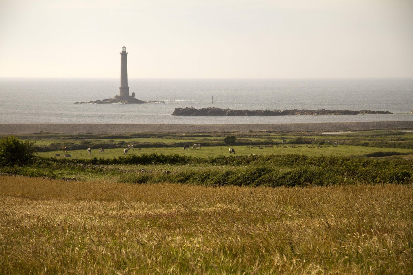 Storvandre: Cap de la Hague