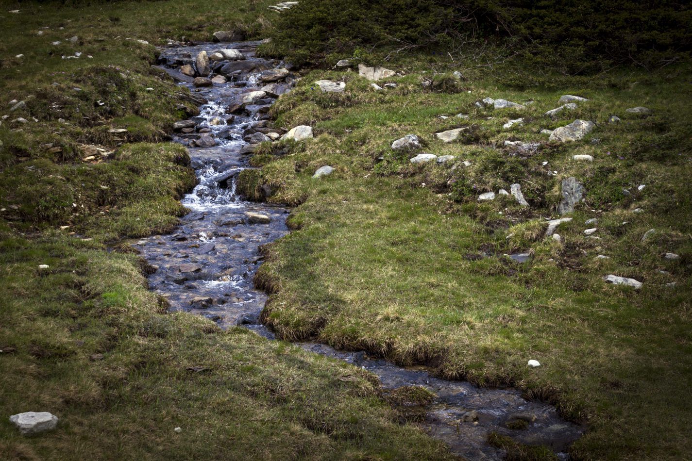 Storvandre: San Bernardino
