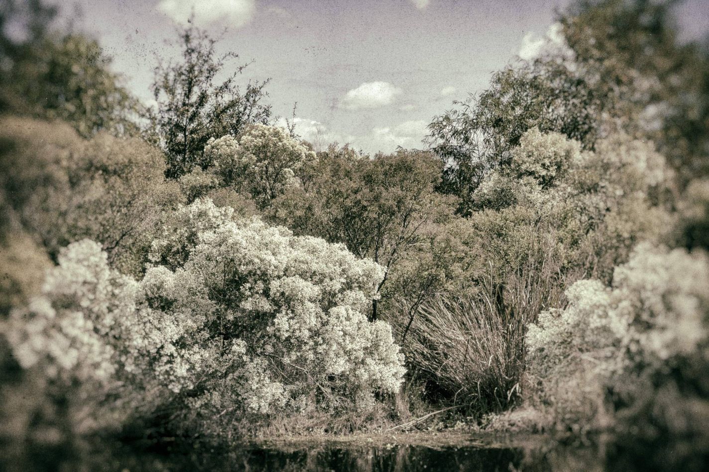 Storvandre: New Orleans