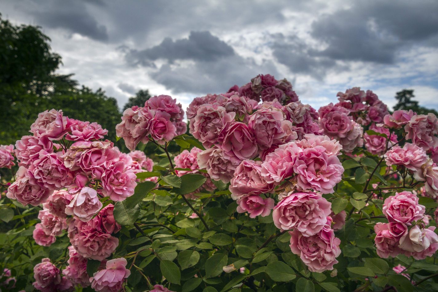 Storvandre: Monza Royal Gardens