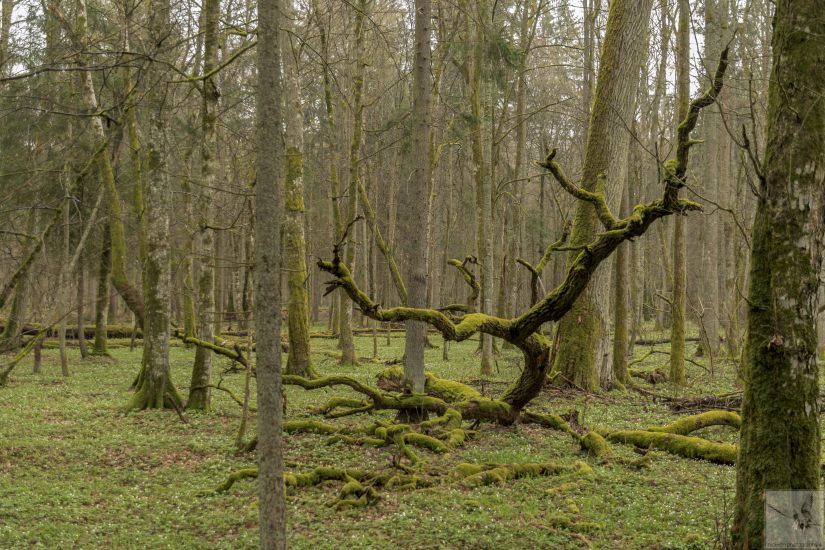 Białowieża National Park