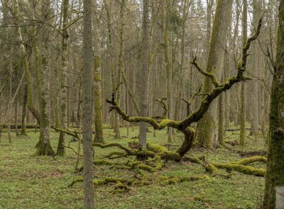 Białowieża National Park