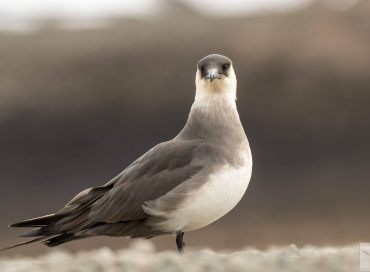 Stercorarius parasiticus