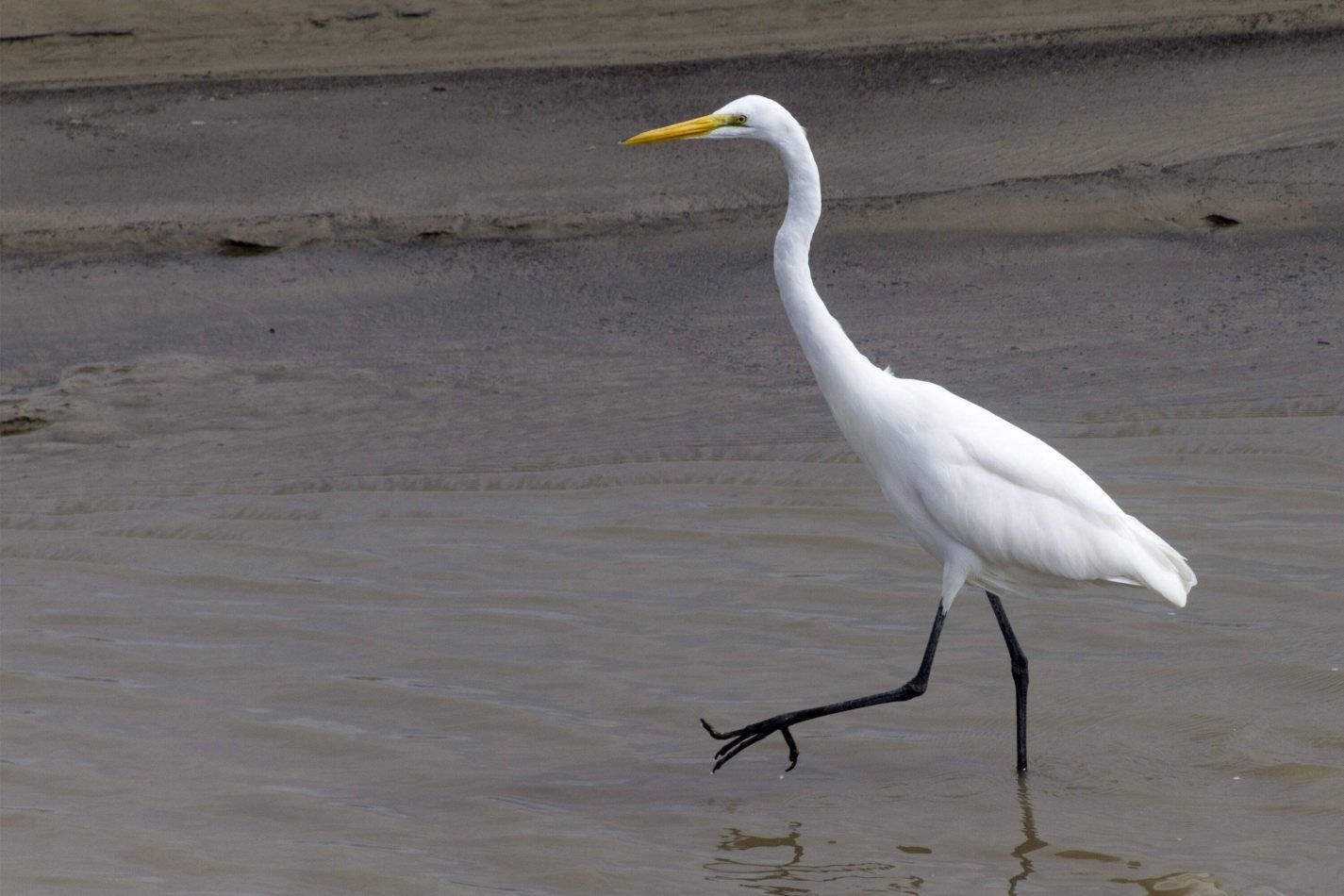 Storvandre: New Orleans