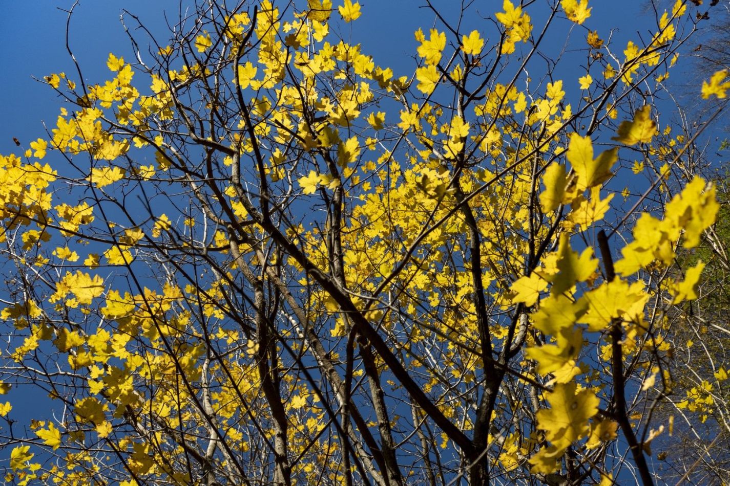 Storvandre: Pognana Lario