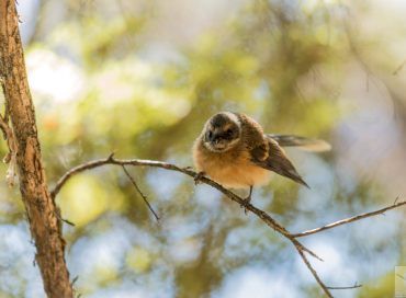 Rhipidura fuliginosa