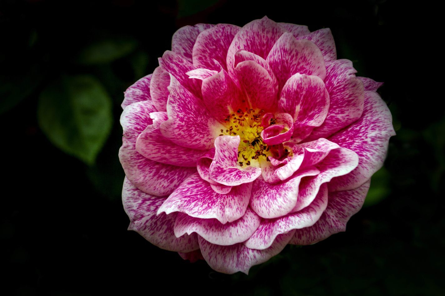 Storvandre: Monza Royal Gardens