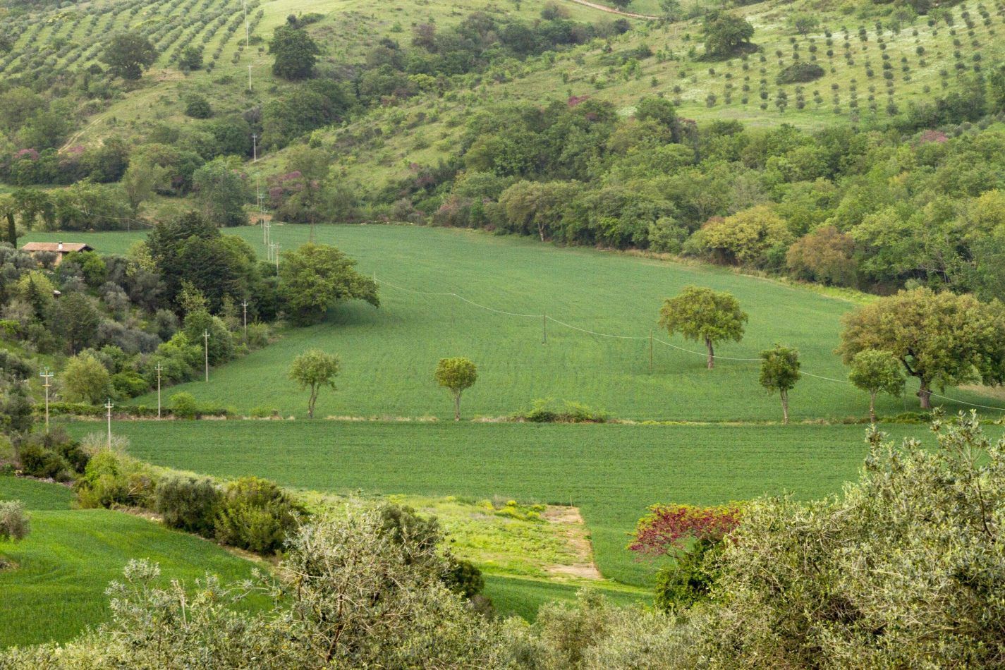 Storvandre: Magliano in Toscana