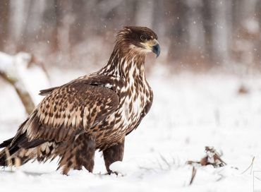 Haliaeetus albicilla