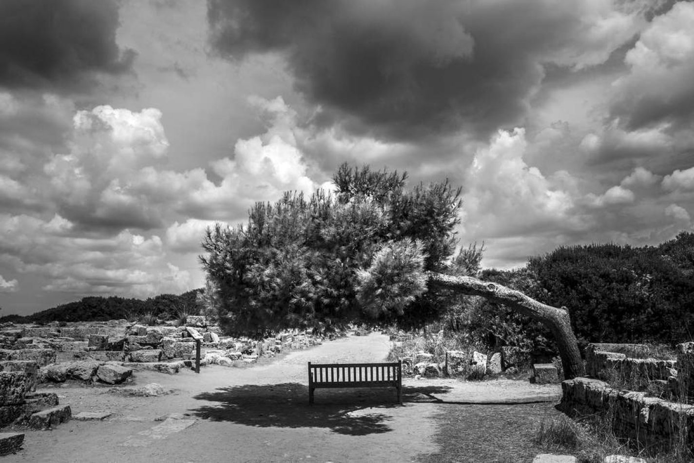 Storvandre: Selinunte