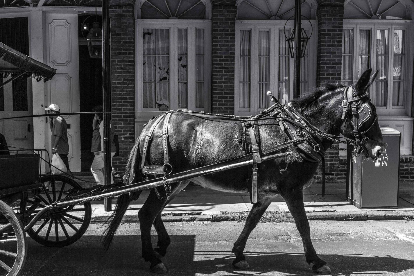 Storvandre: New Orleans