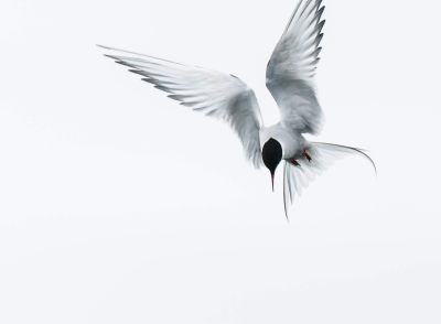 Birds, birds, birds...